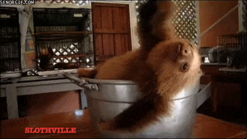 Pot Of Sloth