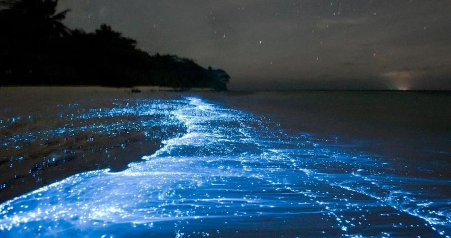 sea of stars maldives real sea of stars maldives real