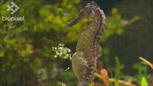 Male Seahorse Giving Birth