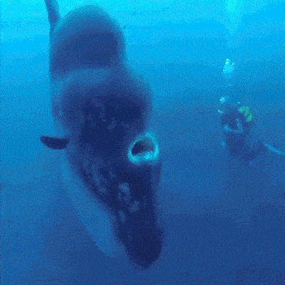 Mola Mola Giant Fish